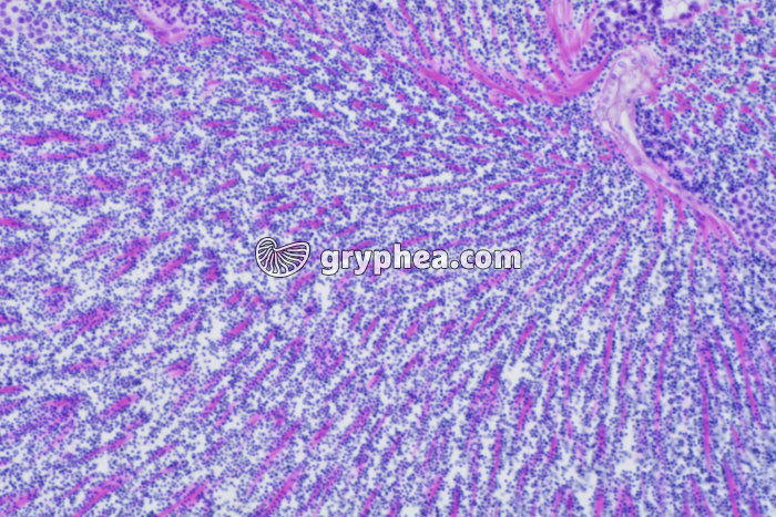 Hermaphrodisme Coquille St-Jacques x100 - gryphea.com